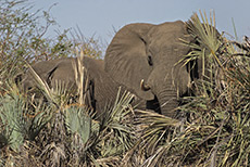 Elefanten im Mahango Park